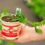Peas – Sugar Snap – 4″ Pot